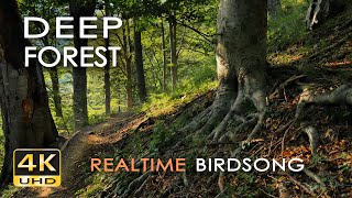 4K Deep Forest  8 Hours NO LOOP Birdsong  Robin amp Blackbird Singing  Relaxing Nature Ambiance [upl. by Pauly]