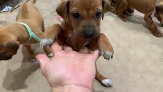 Ridgeback Puppies [upl. by Jennie]