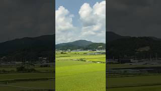 Suncheon  View of rice paddies in front of mountains suncheon rice mountains southkorea [upl. by Aig]