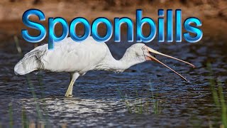 Spoonbills [upl. by Nhguaved]