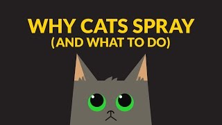 Why Cats Spray And What You Can Do The Scoop by Tidy Cats® [upl. by Yttap]