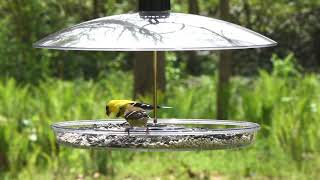 Droll Yankees – Covered Platform Bird Feeder [upl. by Munsey21]