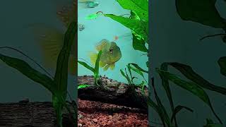 Gymnogeophagus balzanii fish cichlids fishtank acuariofilia aquariumhobby [upl. by Schreck]