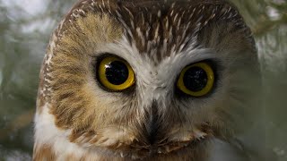 Cute Northern Sawwhet Owl [upl. by Shutz]