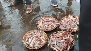 Wholesale fish market at Shrivardhan beach [upl. by Atteniuq]