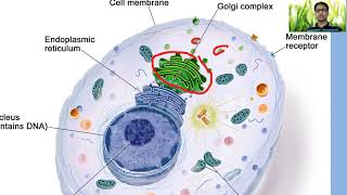 Endoplasmic reticulum Golgi Complex Lysosomes amp Microbodies [upl. by Aivatnuahs]