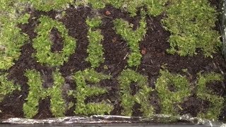 How to Grow Moss Using the Buttermilk Method [upl. by Solraced]