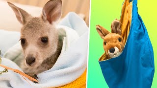 Helping the Animals of Australia  DIY Kangaroo Pouch [upl. by Gwyn]