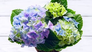 Cómo y cuándo reproducir las hortensias por esquejes  Bricomanía  Jardinatis [upl. by Greenwood622]