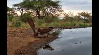 Hamerkop Mating Dance [upl. by Yenreit954]