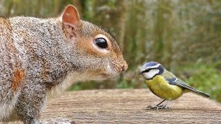 Vidéos Pour Chats à Surveiller  Oiseaux et écureuils [upl. by Hgielhsa712]