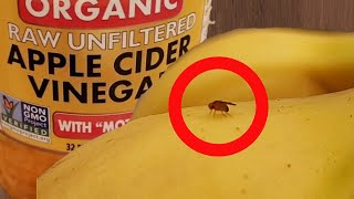 The EASIEST Way to get Rid of Fruit Flies shorts [upl. by Shama]