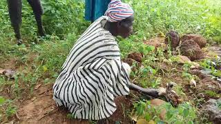 Dagomba Spiritual Ritual at Adibo near Yendi Ghana [upl. by Sabian]