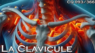 Anatomie de la clavicule  CQ093 [upl. by Wadsworth314]