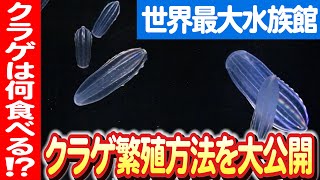 【クラゲ！驚異の世界】加茂水族館でのウリクラゲ繁殖プロジェクト 日本財団 海と日本PROJECT in 山形 2023 020 [upl. by Grimaud]