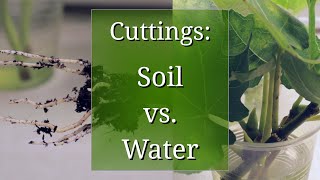 Plant Propagation by Cuttings in Water vs Potting Soil [upl. by Patty]