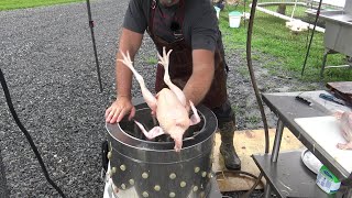 The easy way to process and butcher chicken [upl. by Mimajneb]