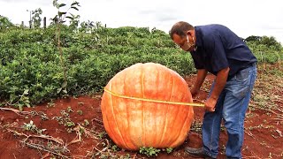 Agricultor de Cascavel tem cultivo de abóbora gigante [upl. by Aissatsana]