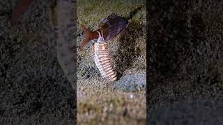 Bobbit Worms Happy Halloween [upl. by Vivian]