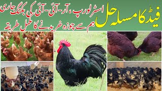 Australorp and RIR FARMING IN PAKISTAN [upl. by Noyek]