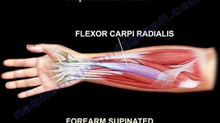 Glenohumeral Shoulder Joint  Definition  Human Anatomy  Kenhub [upl. by Madelin686]