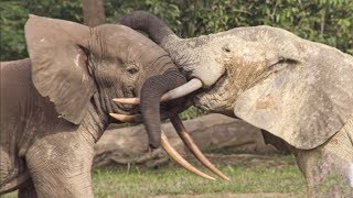 Elephants Incredible Intelligence  Wild Files with Maddie Moate  BBC Earth [upl. by Adnalohs10]