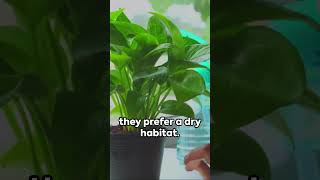 The Ultimate Guide to Pothos Indoor Plants Care Tips Propagation and Troubleshooting [upl. by Mignonne]