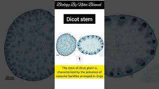 Difference between Monocot and Dicot plant stem section new biology periderm stem upsc viral [upl. by Wilek80]