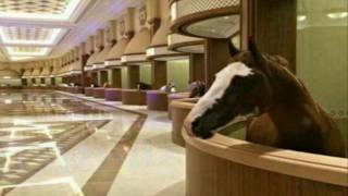 HORSE Stables in DUBAI [upl. by Hootman740]