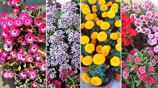 20 EASY amp FASTEST growing flower plants for winter [upl. by Eilatam]