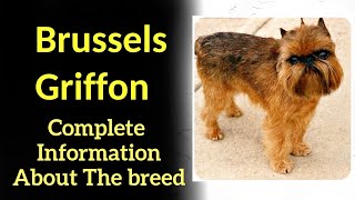 Brussels Griffon Pros and Cons Price How to choose Facts Care History [upl. by Margette883]