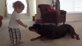 Rottweiler Dogs and Babies Play Together Video Compilation 2016 [upl. by Eetnom]