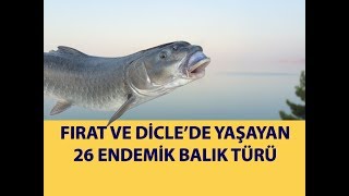 Fırat ve Dicle Nehirlerinde Yaşayan Endemik Balık Türleri 26 Tür [upl. by Anua]