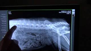 Limping dog ACL Injury [upl. by Randi414]