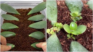 Jade Plant Propagation in Water and Coco Peat [upl. by Jabon]