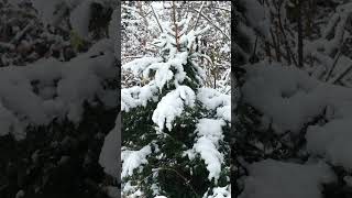 Erster Schnee in München [upl. by Lichtenfeld]