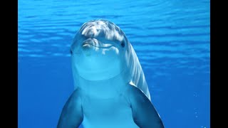 Deep Meditation Music and Enchanting dolphin songs for Relieving Stress and Anxiety [upl. by Eintihw392]