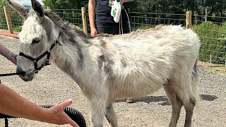 Be a farmer for the afternoon Buddy’s getting a bath amp our goats need dosed Busy live stream ahead [upl. by Barry]