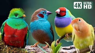 Most Beautiful Birds in the World  Breathtaking Beauty of Earths Most Exquisite Birds  Relaxation [upl. by Ayatal]