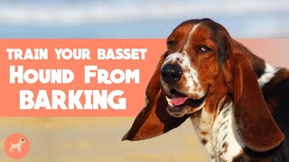 How to Train Your Basset Hound Dog From Barking [upl. by Marrin408]