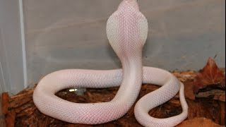 The White Leucistic Cobra [upl. by Ikoek]