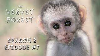 Foster Moms Adopt Orphan Baby Vervet Monkeys Tommy amp Loustic  Vervet Forest  S2 Ep7 [upl. by Aehcsrop23]