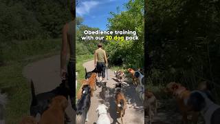 Obedience training with the pack 🐶dogtraining k9training dogpack [upl. by Incrocci]