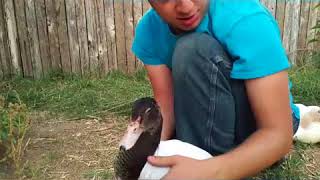 Angel Wing Info Wrap Demo and Treatment Duck but Chickens too [upl. by Cardon552]