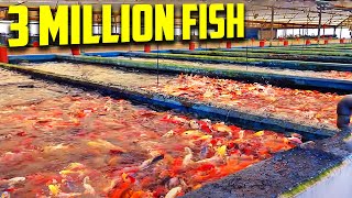 The Koi Fish Farm You Have to See to Believe [upl. by Faubion]