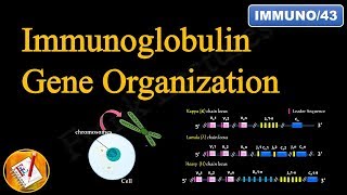 Immunoglobulin Gene Organization FLImmuno43 [upl. by Radferd930]