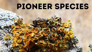 Pioneer speciesStages Primary Succession  Ecology Basics [upl. by Anitsim]