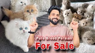 Persian Cats For Sale  Triple Coat Pure Persian  Persian Cat  Persian cat price in india  Cat [upl. by Eniowtna]