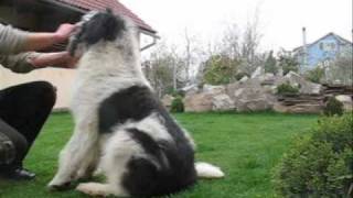 Dresaj Ciobanesc Mioritic  notiuni de baza  Romanian Mioritic Shepherd dog  tricks [upl. by Lehcin]