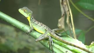 Un basilic vert à plume Basiliscus plumifrons ou lézard JésusChrist [upl. by Dranoel]